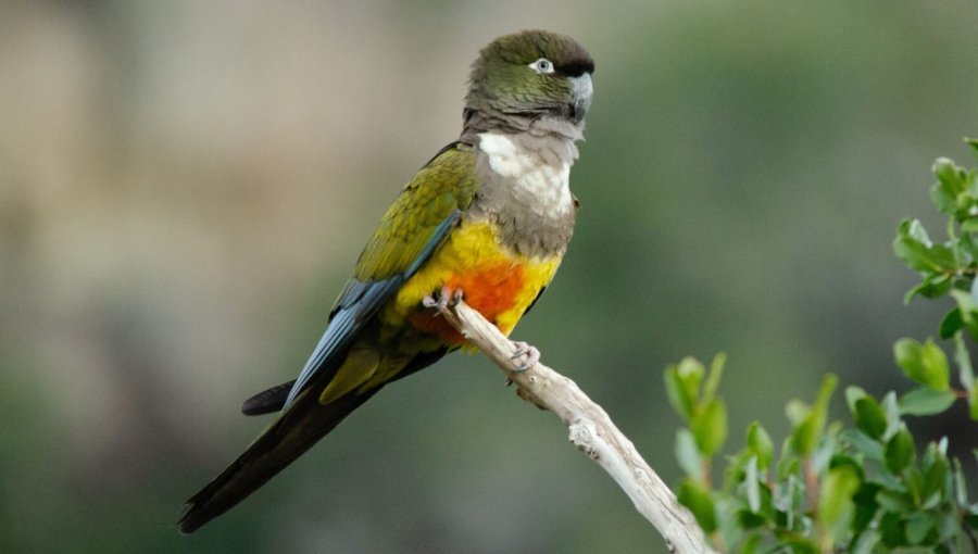 Histórico regreso del loro tricahue: detectan nidificación en el Parque Nacional Río Clarillo