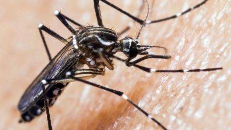 Detectan en Arica mosquito transmisor de Zika y virus del Nilo Occidental