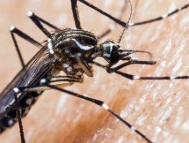 Detectan en Arica mosquito transmisor de Zika y virus del Nilo Occidental