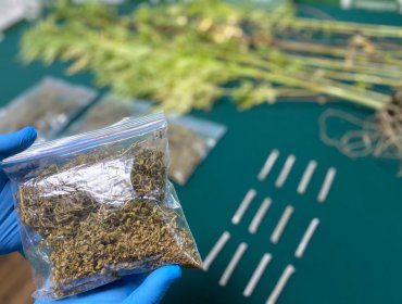 Incautan drogas y plantas de cannabis tras allanamiento en vivienda de El Tabo