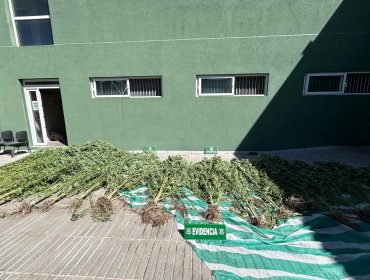 Detectan 25 plantas de cannabis sativa al interior de una vivienda en villa de San Felipe