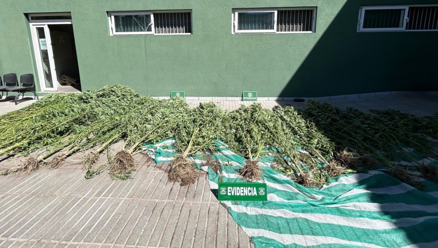 Detectan 25 plantas de cannabis sativa al interior de una vivienda en villa de San Felipe