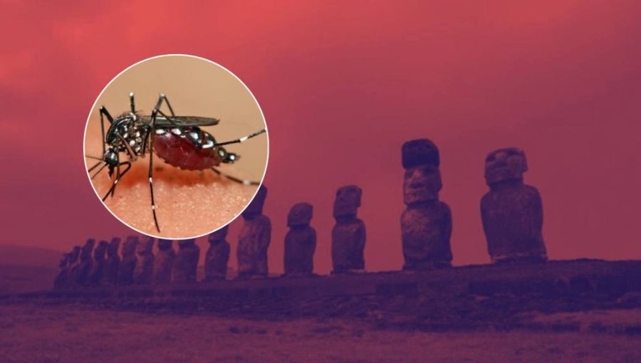 Colegio Médico de Valparaíso explica brote de dengue en Rapa Nui y advierte que la clave está en frenar la proliferación del mosquito