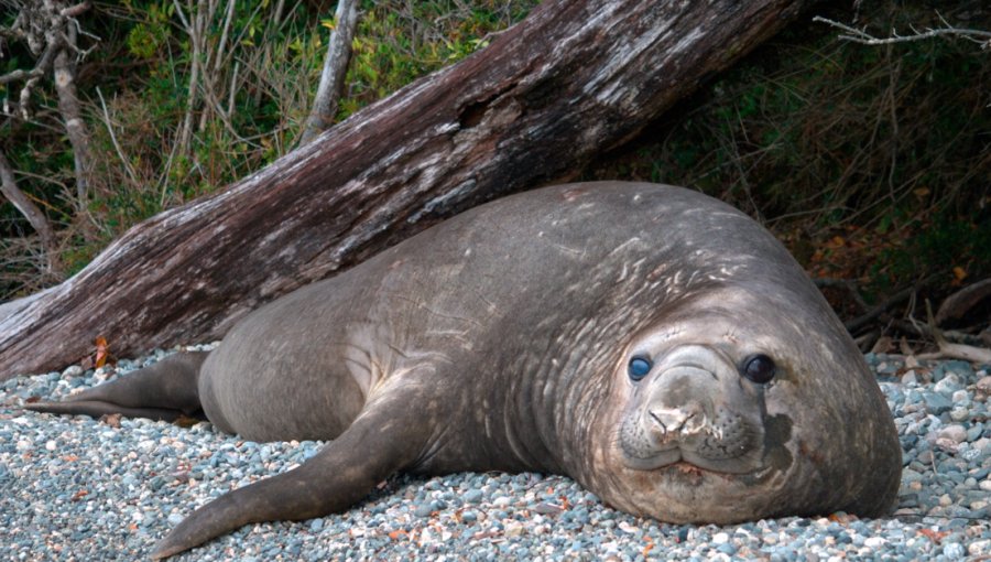 Elefantes marinos vuelven a Laguna San Rafael: monitoreo revela hasta 90 ejemplares y posibles signos de recolonización