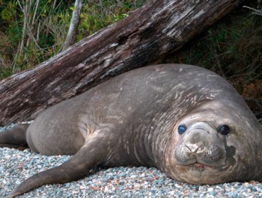 Elefantes marinos vuelven a Laguna San Rafael: monitoreo revela hasta 90 ejemplares y posibles signos de recolonización