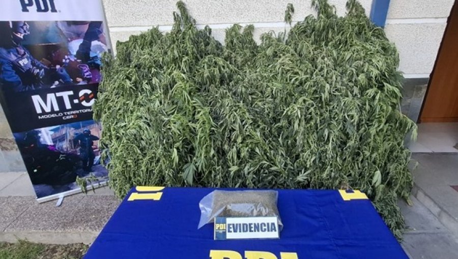 PDI incauta más de 380 plantas de marihuana en operativo en Melipilla