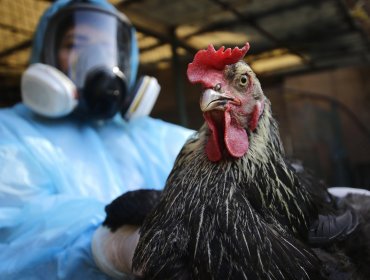 SAG enciende las alarmas en la región de Valparaíso: confirman primer caso de gripe aviar en gallinas doméstica de Nogales
