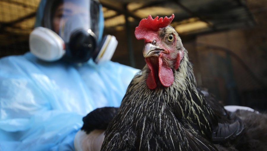 SAG enciende las alarmas en la región de Valparaíso: confirman primer caso de gripe aviar en gallinas doméstica de Nogales