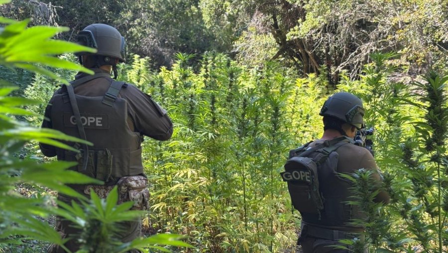 Incautan más de 7.400 plantas de cannabis sativa en el sector Quebrada El Maqui en el Maule