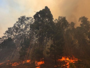 Solicitan evacuar los sectores Valle Abajo Cuncumén y Quebrada La Iglesia en San Antonio por incendio forestal
