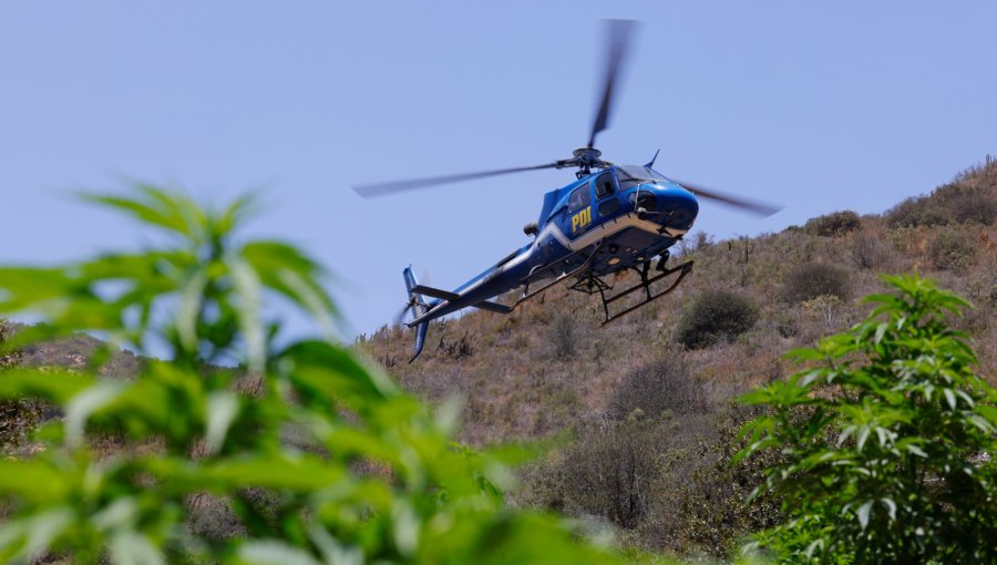 Incautan 200 plantas de marihuana que se encontraban en un campamento en Puchuncaví