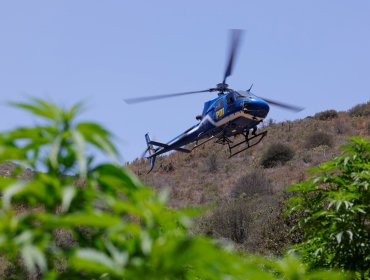Incautan 200 plantas de marihuana que se encontraban en un campamento en Puchuncaví