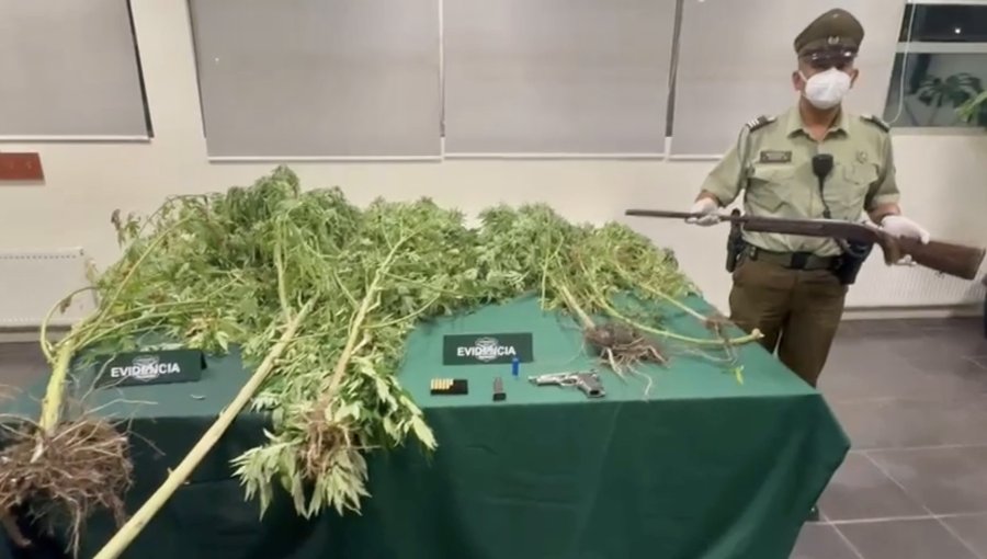 Detienen a hombre por cultivo ilegal de cannabis y tenencia de armas en La Ligua