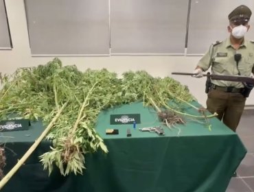Detienen a hombre por cultivo ilegal de cannabis y tenencia de armas en La Ligua