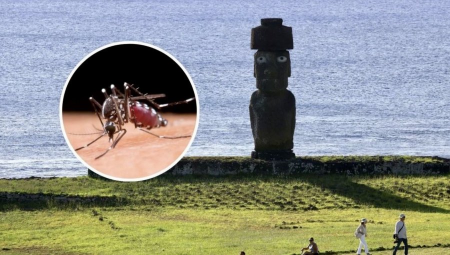 A 14 aumenta la cifra de casos autóctonos e importados de dengue en Rapa Nui