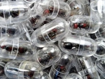 Ciudadano chino fue detenido por el contrabando de 2 mil hormigas reina en un aeropuerto de Kenia