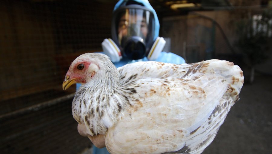Detectan nuevos casos de influenza aviar H5N1 en traspatios de O’Higgins