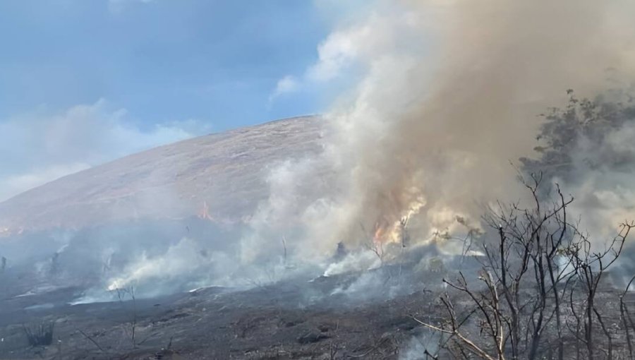30 hectáreas consumió incendio forestal en Rapa Nui: Alerta Roja fue bajada a Amarilla