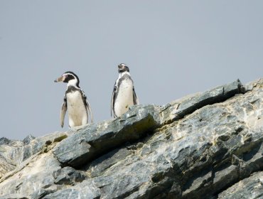 Ministerio de Medio Ambiente retira de Contraloría más de 40 decretos supremos presentados por el Gobierno de Boric