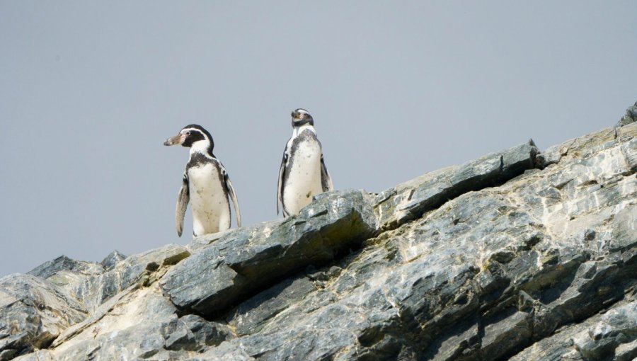 Ministerio de Medio Ambiente retira de Contraloría más de 40 decretos supremos presentados por el Gobierno de Boric