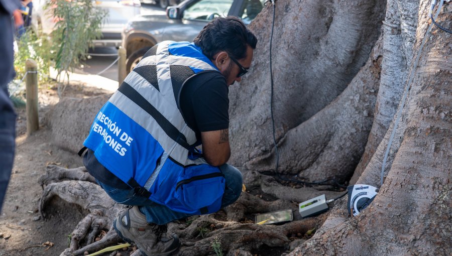 Quilpué implementa tecnología que diagnostica el estado de los árboles sin dañarlos