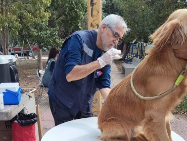 Más de un centenar de perros y gatos fueron vacunados contra la rabia en San Esteban y San Felipe