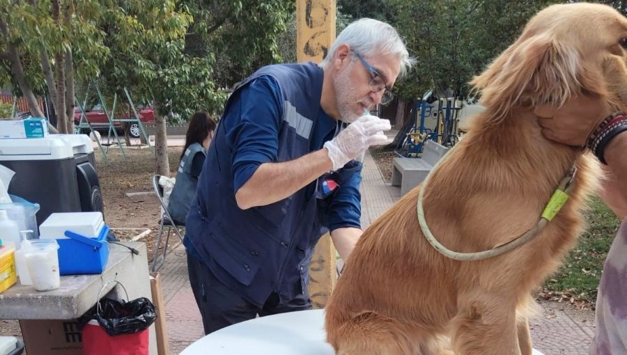 Más de un centenar de perros y gatos fueron vacunados contra la rabia en San Esteban y San Felipe