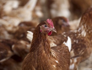Confirman caso de influenza aviar H5N1 en aves de traspatio del sector de Bollenar en Melipilla