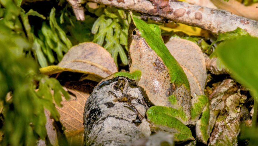 Ministerio de Medio Ambiente reingresa plan para proteger a las ranitas de Darwin y logra su aprobación en Contraloría