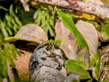 Ministerio de Medio Ambiente reingresa plan para proteger a las ranitas de Darwin y logra su aprobación en Contraloría