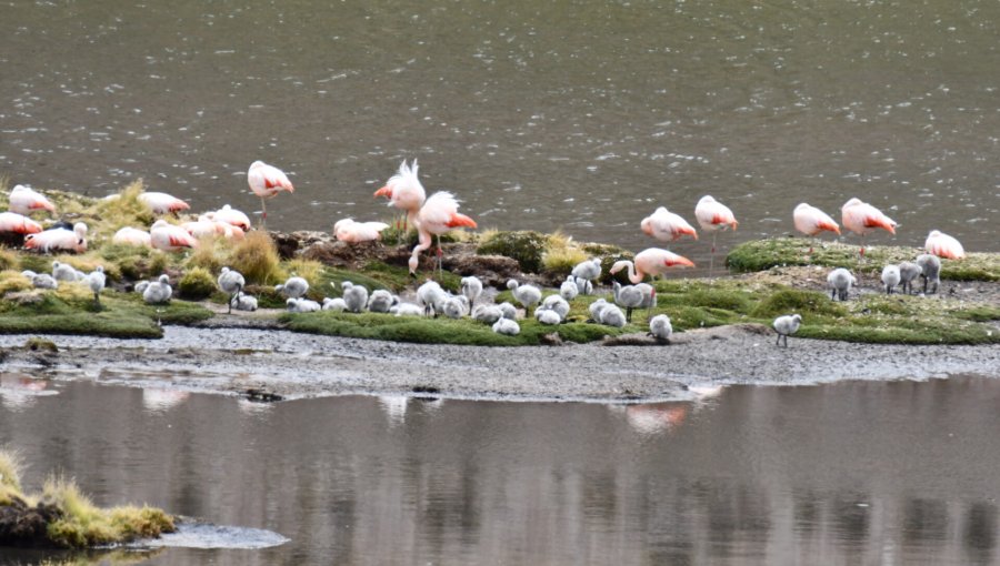 Flamencos chilenos vuelven a nidificar en el Parque Nacional Lauca en Arica luego de 33 años