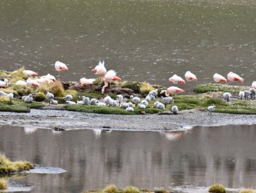 Flamencos chilenos vuelven a nidificar en el Parque Nacional Lauca en Arica luego de 33 años