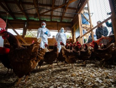 Confirman primer caso de influenza aviar en un traspatio de La Araucanía: refuerzan medidas para la detección oportuna