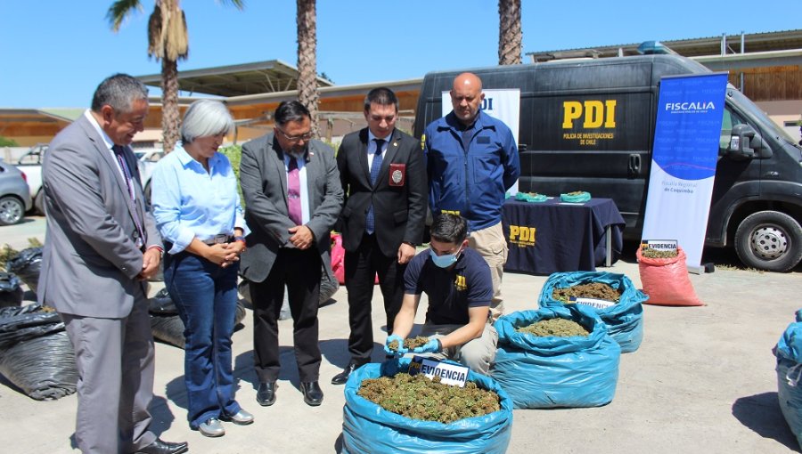 6.700 matas de marihuana avaluadas en $14 mil millones fueron incautadas en una semana en Punitaqui