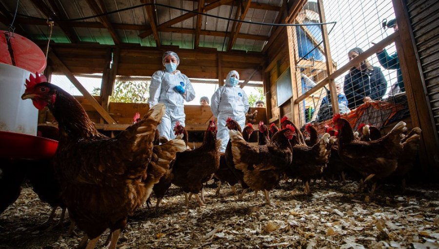 Confirman primer caso de influenza aviar en un traspatio de La Araucanía: refuerzan medidas para la detección oportuna
