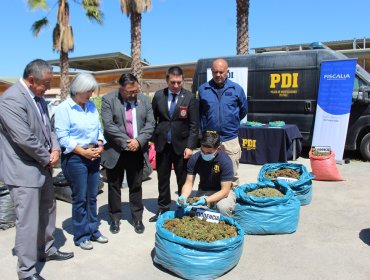 6.700 matas de marihuana avaluadas en $14 mil millones fueron incautadas en una semana en Punitaqui