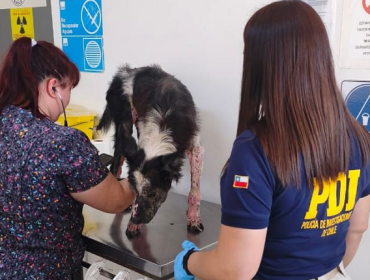 Con arraigo nacional quedó sujeto que mantenía a un perro en estado de desnutrición y con sarna crónica en Antofagasta