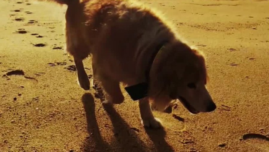 "Estamos muy afectados": el desgarrador relato de los dueños de "Toby", el perrito que murió electrocutado en Viña del Mar