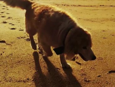 "Estamos muy afectados": el desgarrador relato de los dueños de "Toby", el perrito que murió electrocutado en Viña del Mar