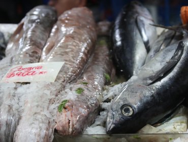 Seremi de Salud de Valparaíso refuerza llamado al consumo de pescados y mariscos sólo en lugares autorizados para prevenir riesgos