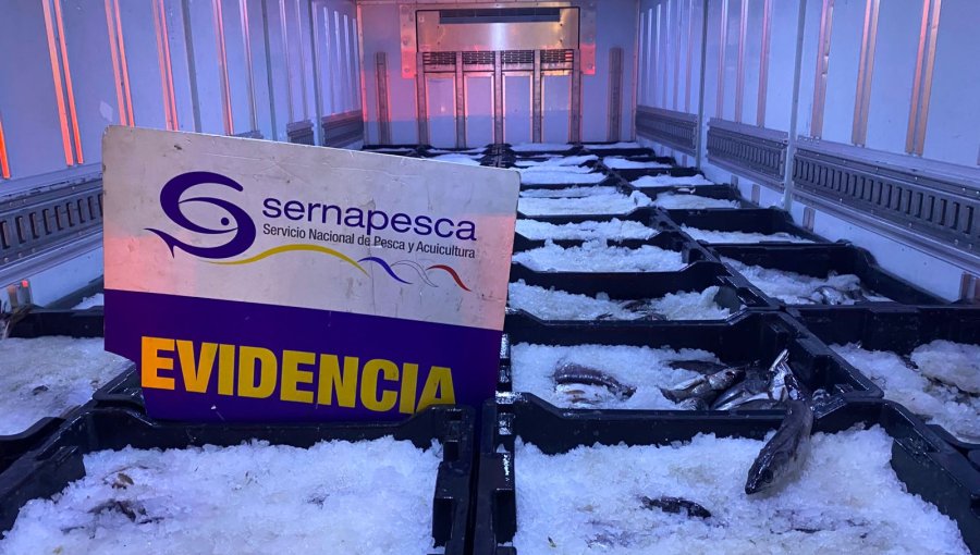 Sernapesca incauta más de 4 toneladas de merluza y canque en fiscalización en Llay Llay