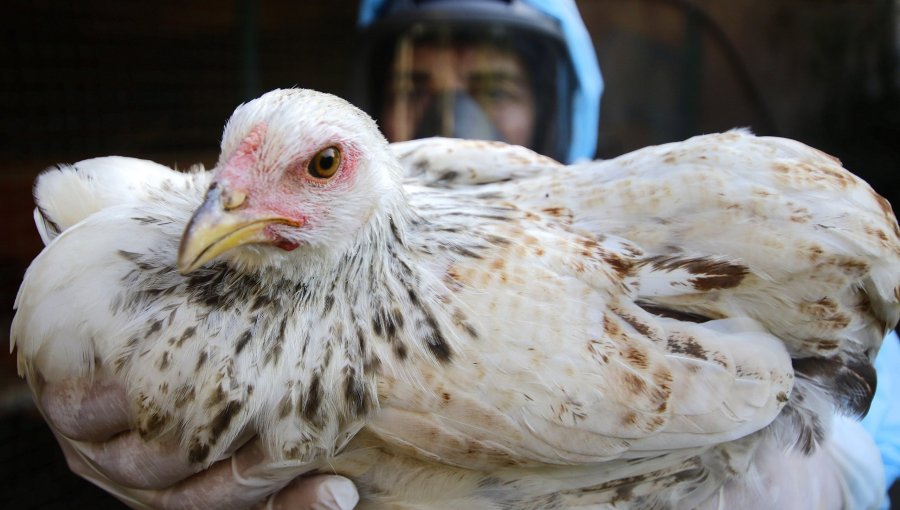 SAG autosuspende certificación de exportaciones avícolas tras primer caso de influenza aviar en plantel industrial