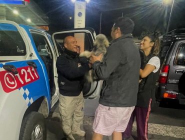 Recuperan perros que estaban siendo vendidos en plena vía pública de Villa Alemana