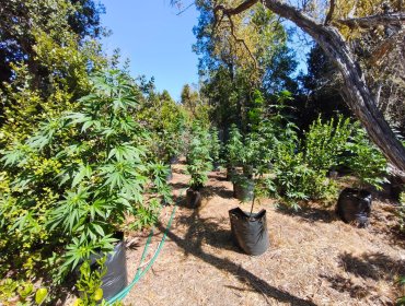 Carabineros incauta más de 130 plantas de cannabis y 43 kilos de marihuana en La Ligua
