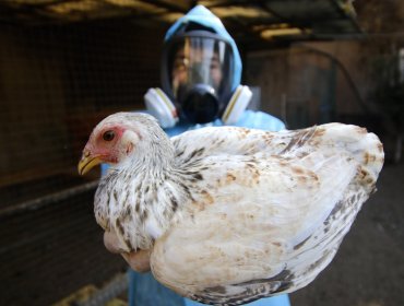 Brote de influenza aviar en planta de Talagante obliga al sacrificio de 600 mil gallinas