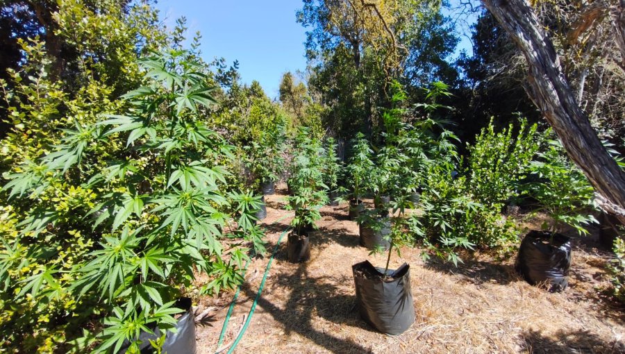 Carabineros incauta más de 130 plantas de cannabis y 43 kilos de marihuana en La Ligua