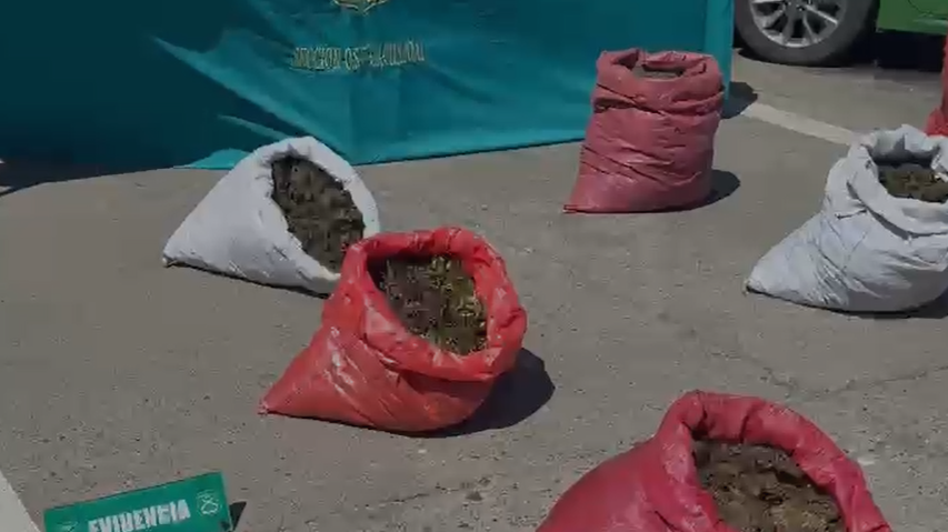 Incautan casi 38 mil plantas de cannabis avaluadas en $170 mil millones en Rengo: se decomisaron revólveres y un rifle