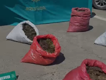 Incautan casi 38 mil plantas de cannabis avaluadas en $170 mil millones en Rengo: se decomisaron revólveres y un rifle