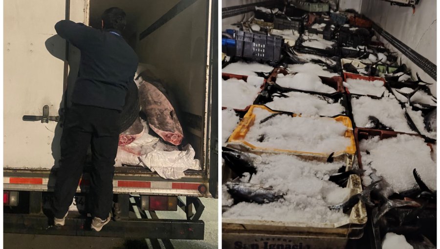 Operativo de fiscalización entre Valparaíso y Santiago permite incautar más de 3 toneladas de recursos marítimos