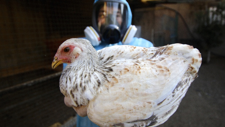 Chile reabre en tiempo récord exportaciones avícolas tras brote de influenza aviar